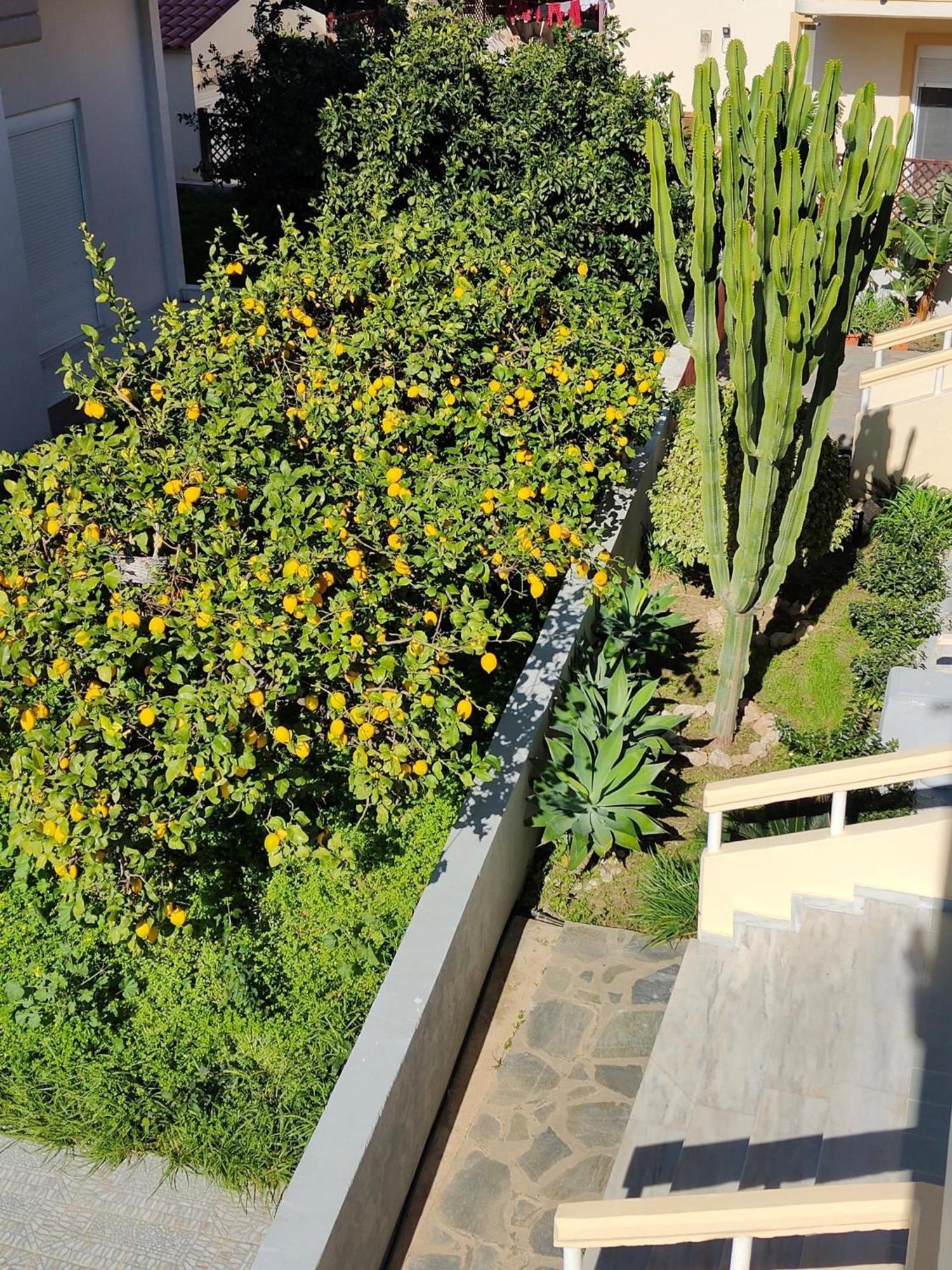 Lefteris Apartments In Ιαλυσός Ρόδος Εξωτερικό φωτογραφία